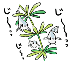 Various Medaka of stickers sticker #12200613