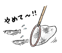 Various Medaka of stickers sticker #12200623