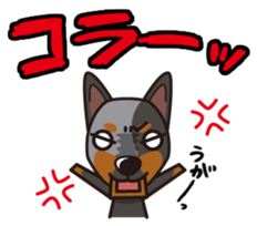 iinu - Australian Cattle Dog sticker #12209909