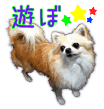 Komaru of a Chihuahua 3 sticker #12221758