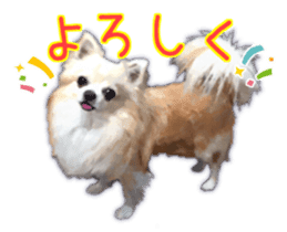 Komaru of a Chihuahua 3 sticker #12221759
