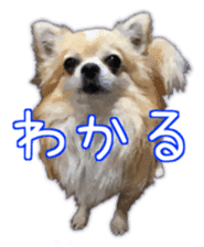 Komaru of a Chihuahua 3 sticker #12221761