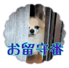 Komaru of a Chihuahua 3 sticker #12221762