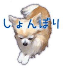 Komaru of a Chihuahua 3 sticker #12221763