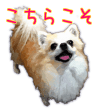 Komaru of a Chihuahua 3 sticker #12221764