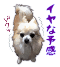 Komaru of a Chihuahua 3 sticker #12221766