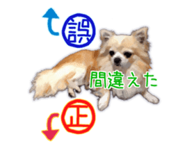 Komaru of a Chihuahua 3 sticker #12221769