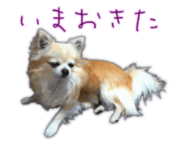Komaru of a Chihuahua 3 sticker #12221770