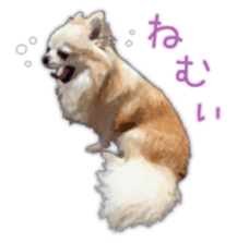 Komaru of a Chihuahua 3 sticker #12221771