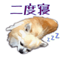 Komaru of a Chihuahua 3 sticker #12221772
