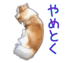 Komaru of a Chihuahua 3 sticker #12221773