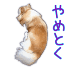 Komaru of a Chihuahua 3 sticker #12221773