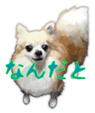 Komaru of a Chihuahua 3 sticker #12221775
