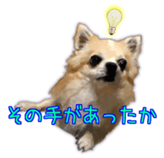 Komaru of a Chihuahua 3 sticker #12221778
