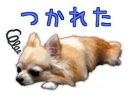 Komaru of a Chihuahua 3 sticker #12221779