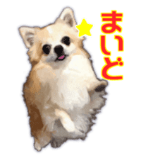 Komaru of a Chihuahua 3 sticker #12221780