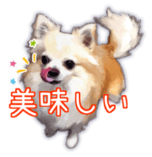 Komaru of a Chihuahua 3 sticker #12221783