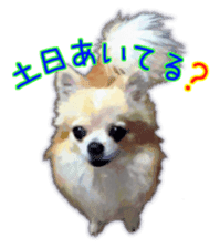 Komaru of a Chihuahua 3 sticker #12221784