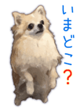 Komaru of a Chihuahua 3 sticker #12221786