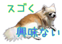 Komaru of a Chihuahua 3 sticker #12221788