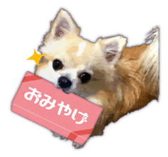 Komaru of a Chihuahua 3 sticker #12221790