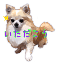 Komaru of a Chihuahua 3 sticker #12221791