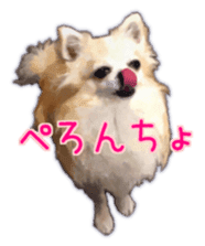 Komaru of a Chihuahua 3 sticker #12221792