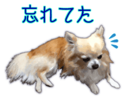 Komaru of a Chihuahua 3 sticker #12221793