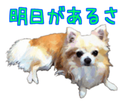 Komaru of a Chihuahua 3 sticker #12221796