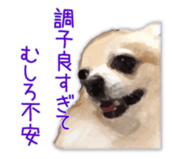 Komaru of a Chihuahua 3 sticker #12221797