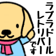 Cute Labrador Retriever