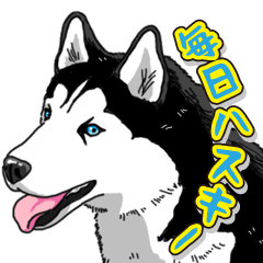 Daily Siberian husky