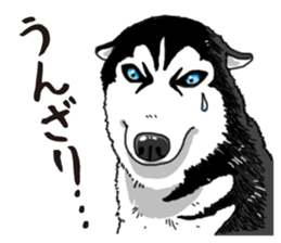 Daily Siberian husky sticker #12233606