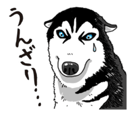Daily Siberian husky sticker #12233606
