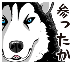 Daily Siberian husky sticker #12233607
