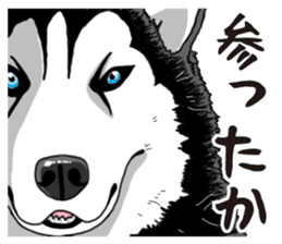 Daily Siberian husky sticker #12233607
