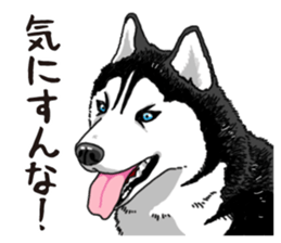 Daily Siberian husky sticker #12233608