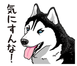 Daily Siberian husky sticker #12233608