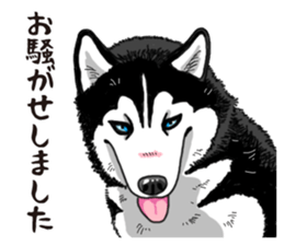 Daily Siberian husky sticker #12233610