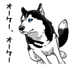 Daily Siberian husky sticker #12233611