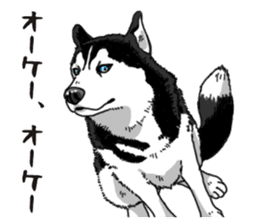 Daily Siberian husky sticker #12233611