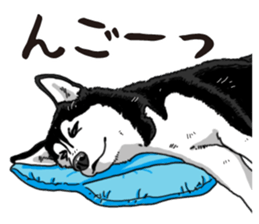 Daily Siberian husky sticker #12233612