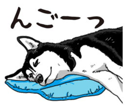 Daily Siberian husky sticker #12233612