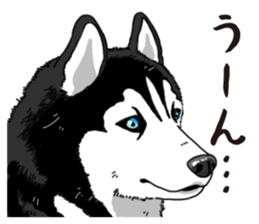 Daily Siberian husky sticker #12233614