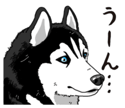 Daily Siberian husky sticker #12233614