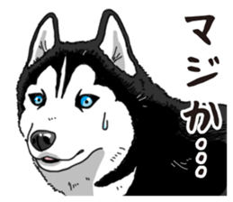 Daily Siberian husky sticker #12233616