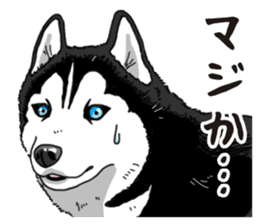 Daily Siberian husky sticker #12233616