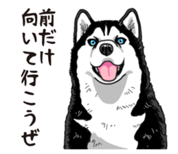 Daily Siberian husky sticker #12233617