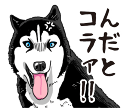 Daily Siberian husky sticker #12233619