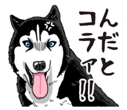 Daily Siberian husky sticker #12233619